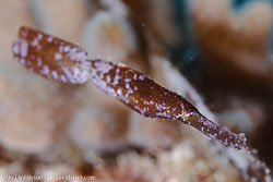 BD-111124-Raja-Ampat-5119-Solenostomus-cyanopterus.-Bleeker.-1854-[Ghost-pipefish].jpg